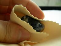 �\�[�_���C�g��z�Ő@��